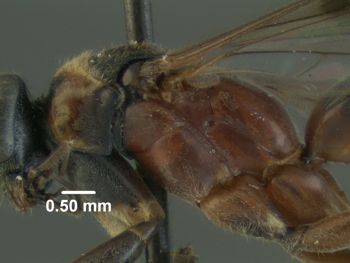 Media type: image;   Entomology 31320 Aspect: thorax lateral